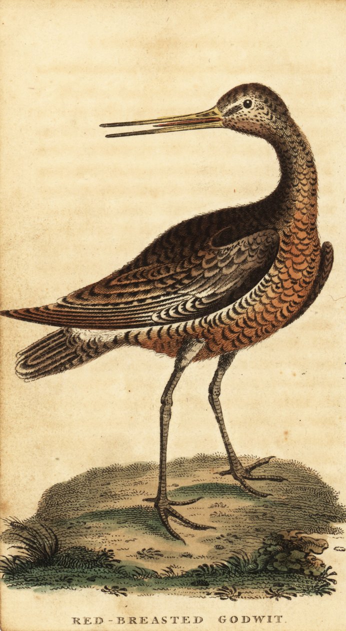 条尾鲣鸟，Limosa lapponica，1800 年（雕刻） 作者 乔治·爱德华兹