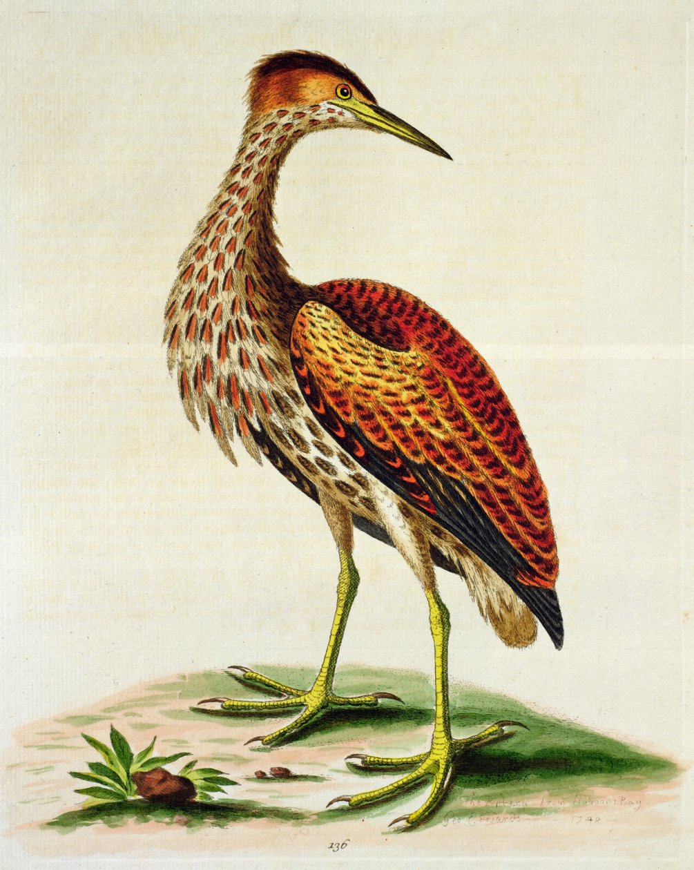 来自哈德逊湾的卤水，1748年（手工彩色雕刻） 作者 乔治·爱德华兹