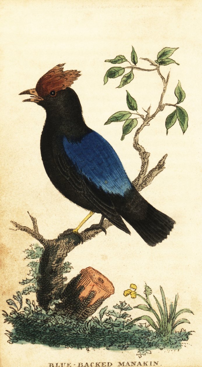 蓝背鬃猿，Chiroxiphia pareola，1800 年（雕刻） 作者 乔治·爱德华兹