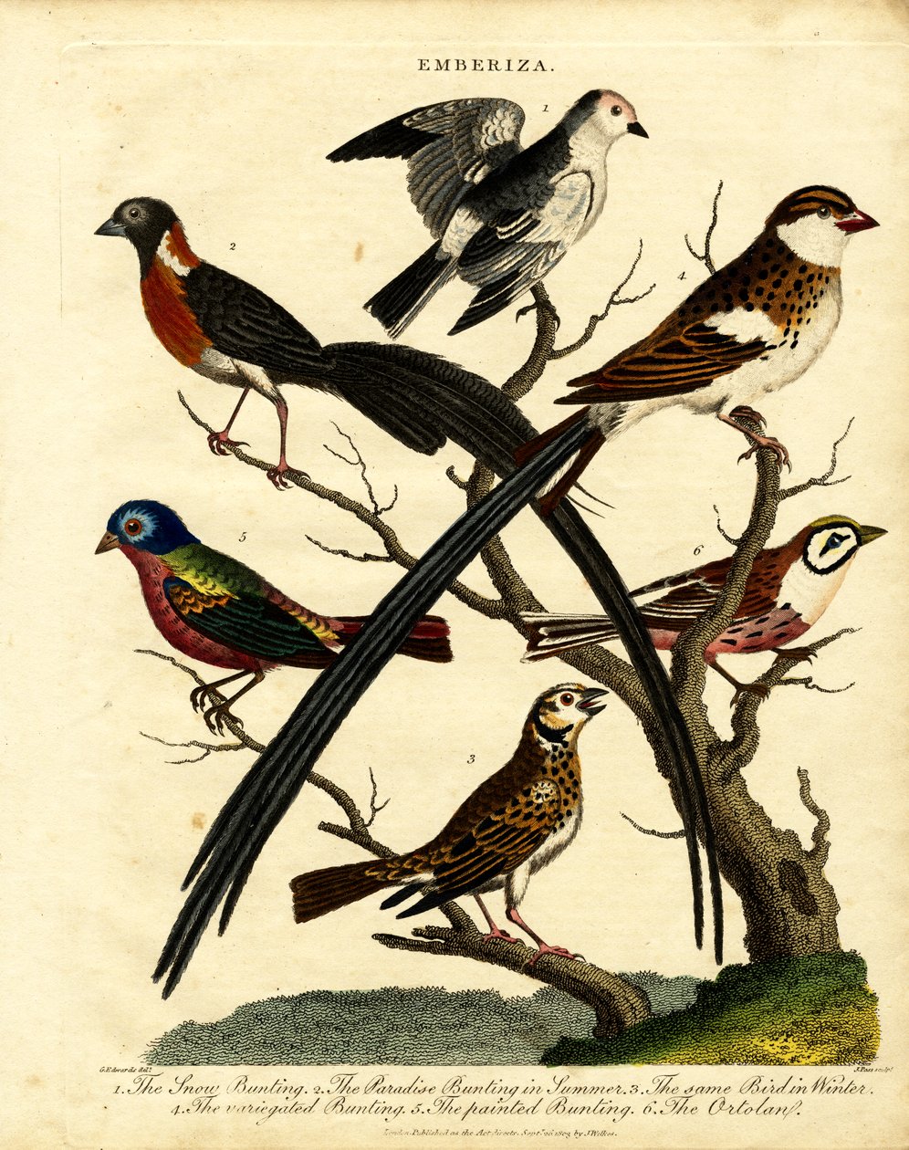 鹀（Emberiza） 作者 乔治·爱德华兹