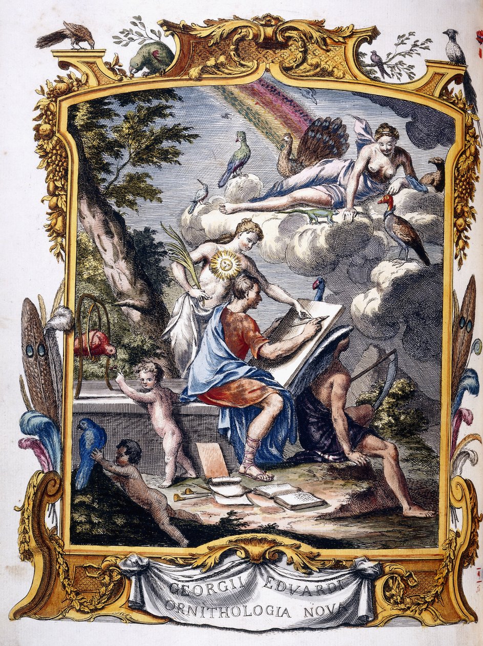 1739年至1751年，“不常见的鸟类以及其他稀有而未描述的动物的自然历史，..”的正篇 作者 乔治·爱德华兹