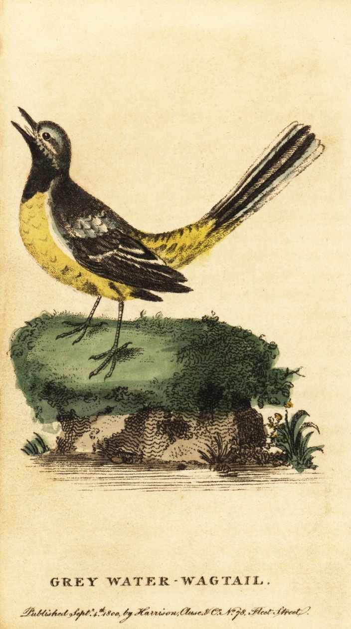 灰鹡鸰，Motacilla cinerea。1800年（雕刻） 作者 乔治·爱德华兹