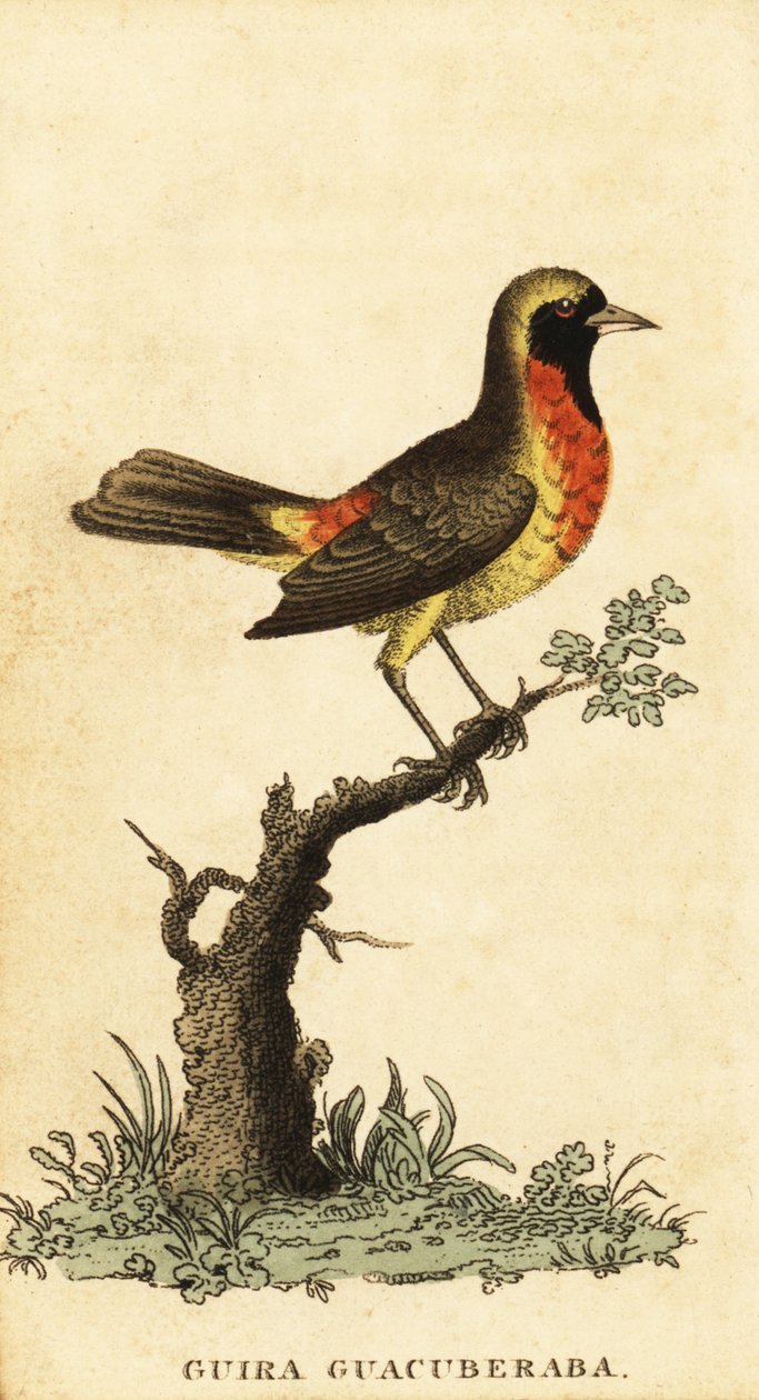 Guira tanager, Hemithraupis guira.1800年（雕刻） 作者 乔治·爱德华兹