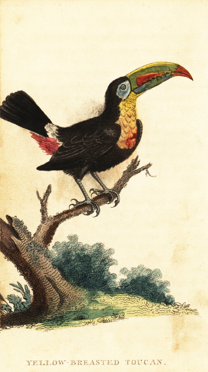 喙嘴巨嘴鸟，Ramphastos sulfuratus。1800年（雕刻） 作者 乔治·爱德华兹