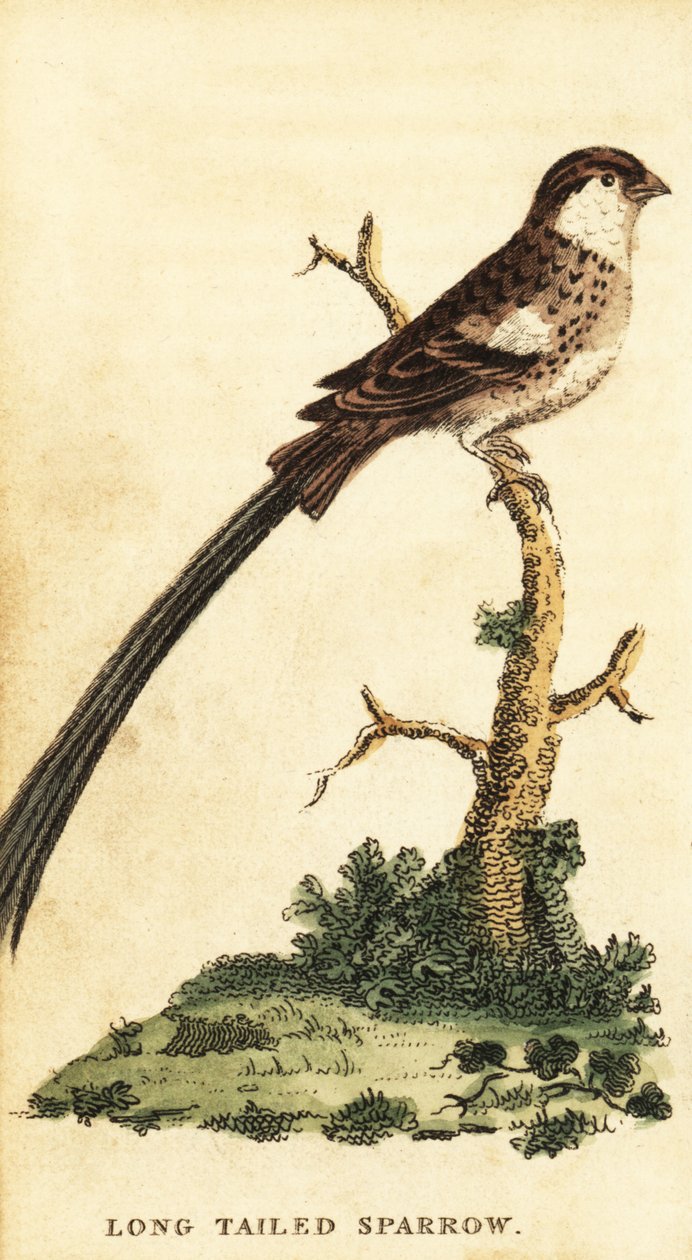 针尾鳕，Vidua macroura，1800 年（雕刻） 作者 乔治·爱德华兹