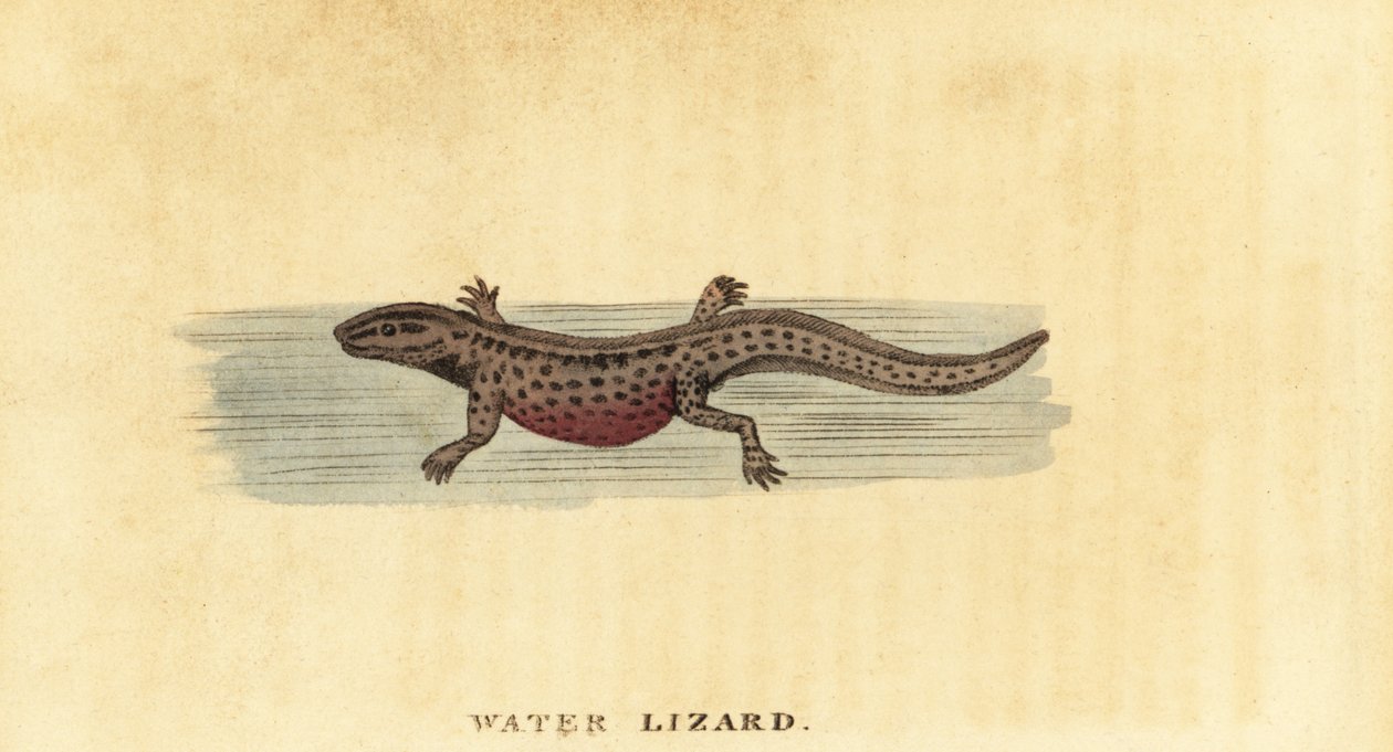光滑蝾螈，Lissotriton vulgaris。 ,1800（雕刻） 作者 乔治·爱德华兹