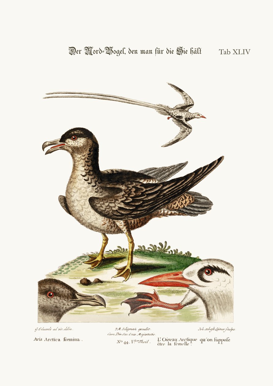 Arctick Bird，应该是母鸡。 Tropick Bird，1749-73 作者 乔治·爱德华兹