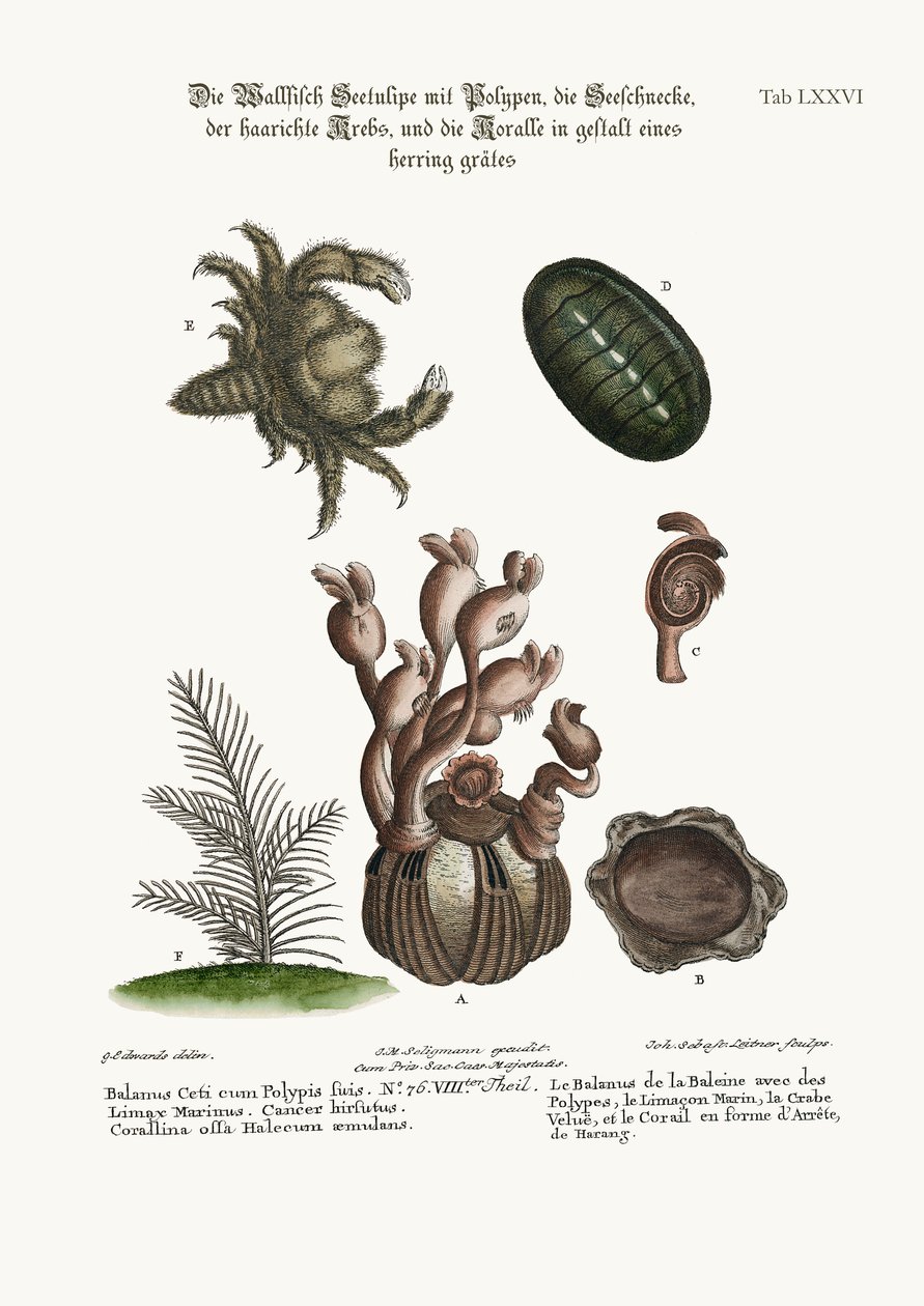 鲸鱼的Balanus with Polypes，Limax Marina，Hairy Crab和Herringbone Coralline，1749-73 作者 乔治·爱德华兹