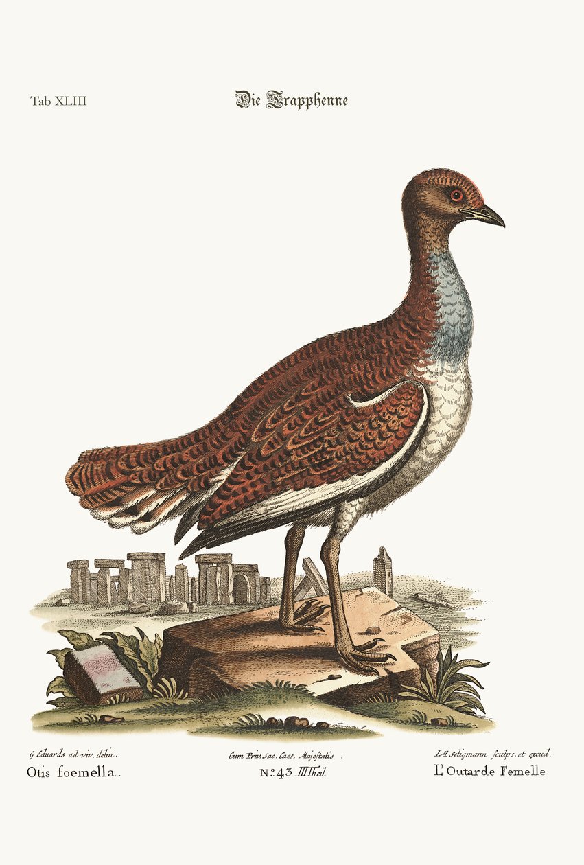 Hen Bustard，1749-73 作者 乔治·爱德华兹