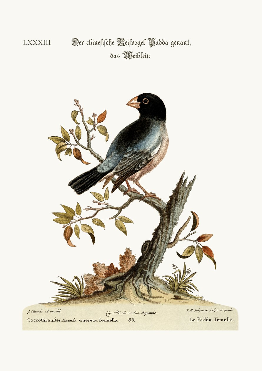 Hen Padda或Rice-Bird，1749-73 作者 乔治·爱德华兹