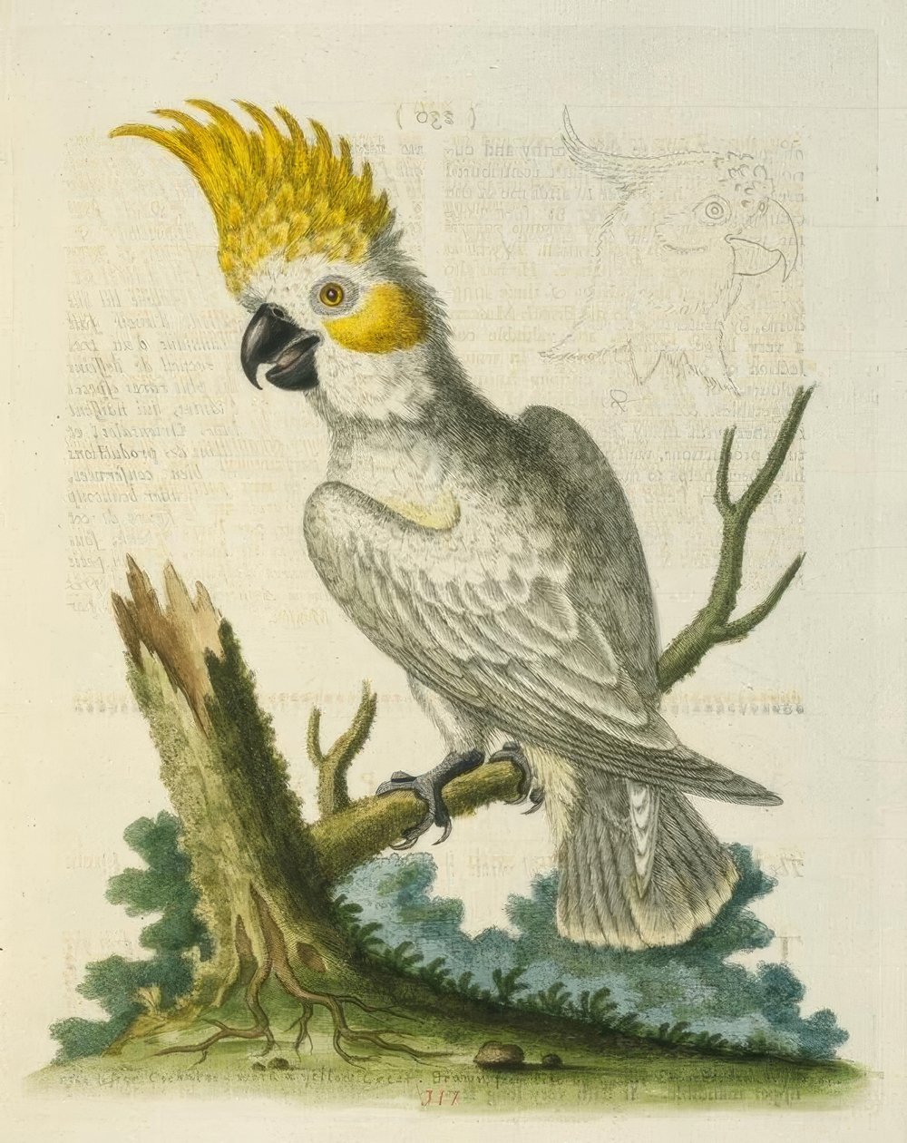 小白凤头鹦鹉与黄色的波峰。 - Le Petit Cacatua Blanc a Crete Jaune 作者 乔治·爱德华兹