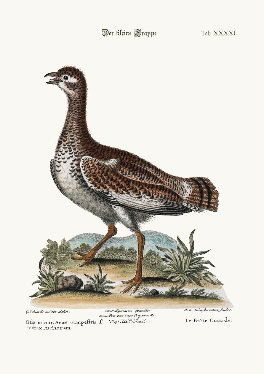 The Little Bustard，1749-73 作者 乔治·爱德华兹