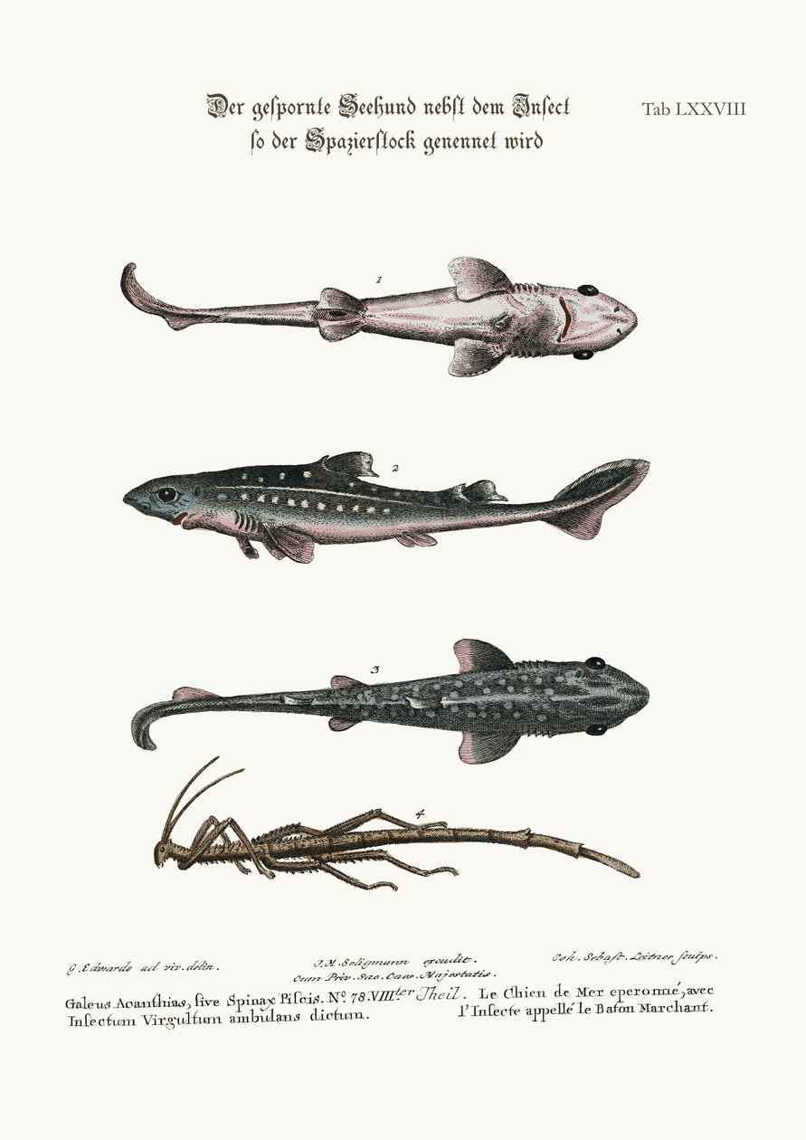 Prickled Dog或Hound-Fish，带有一种名为Walking-Stick的昆虫，1749-73 作者 乔治·爱德华兹