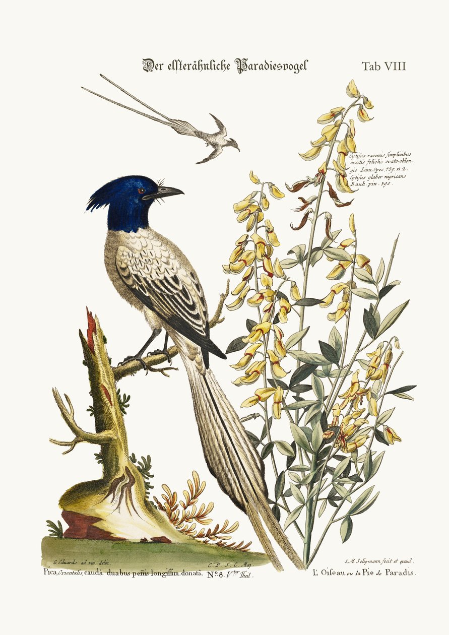 The Pyed Bird of Paradise，1749-73 作者 乔治·爱德华兹