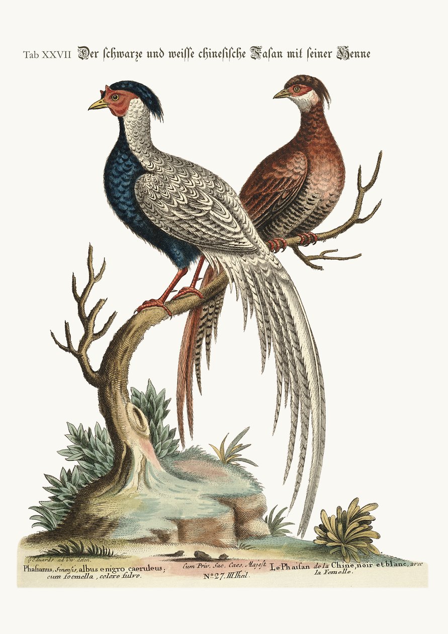 黑色和白色的中国公鸡雉与它的母鸡，1749-73 作者 乔治·爱德华兹