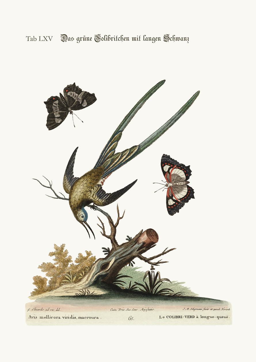 长尾绿色蜂鸟，1749-73 作者 乔治·爱德华兹