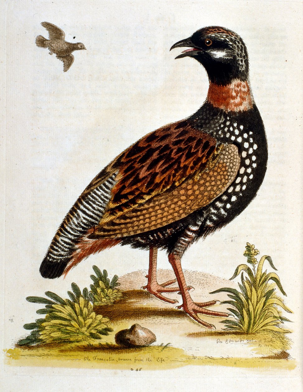 乔治-爱德华兹 1750 年创作的珍禽画册中的水彩插图。乔治-爱德华兹（1694-1773 年）是英国博物学家和鸟类学家。他周游欧洲，研究自然史，尤其是鸟类。他获得了一些认可 作者 乔治·爱德华兹