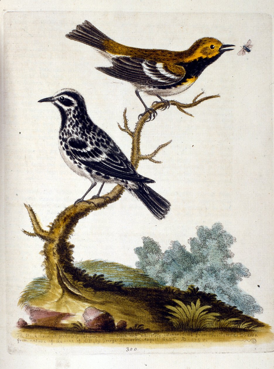 乔治-爱德华兹 1750 年创作的珍禽画册中的水彩插图。乔治-爱德华兹（1694-1773 年）是英国博物学家和鸟类学家。他周游欧洲，研究自然史，尤其是鸟类。他获得了一些认可 作者 乔治·爱德华兹