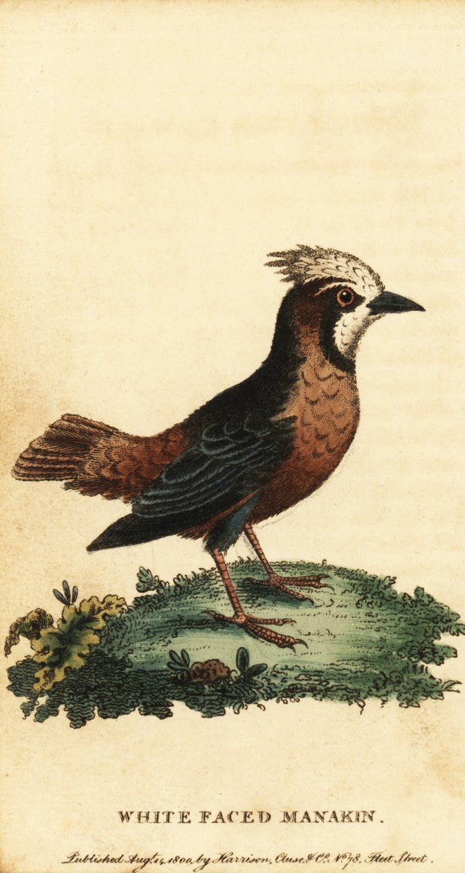 白翎蚁鸟，Pithys albifrons，1800 年（雕刻） 作者 乔治·爱德华兹