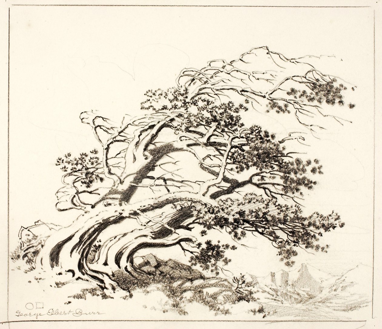 埃斯蒂斯公园风中松树草图 作者 乔治·埃尔伯特·布尔