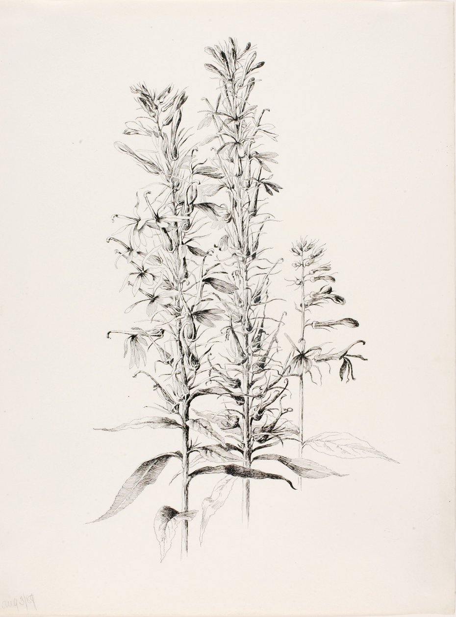 无题（红雀花，Lobelia Cardinalis） 作者 乔治·埃尔伯特·布尔