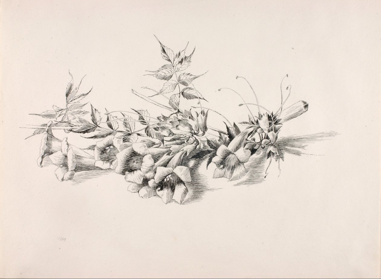 无题（喇叭藤，Campsis Radicans） 作者 乔治·埃尔伯特·布尔