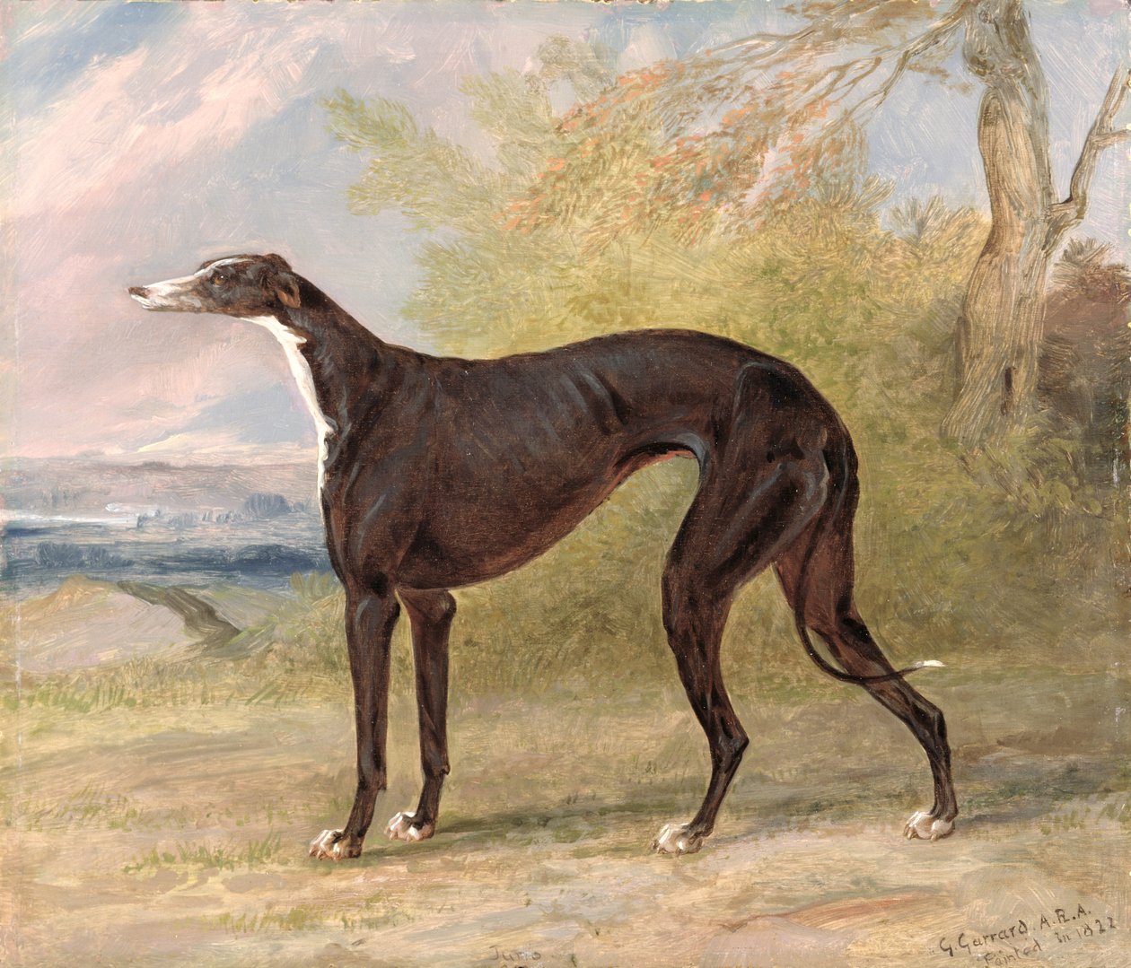 乔治·莱恩·福克斯（George Lane Fox）获奖的灵狮犬之一：朱诺（Juno）黑白灵缇犬，也被称为伊丽莎白（Elizabeth） 作者 乔治·加拉德