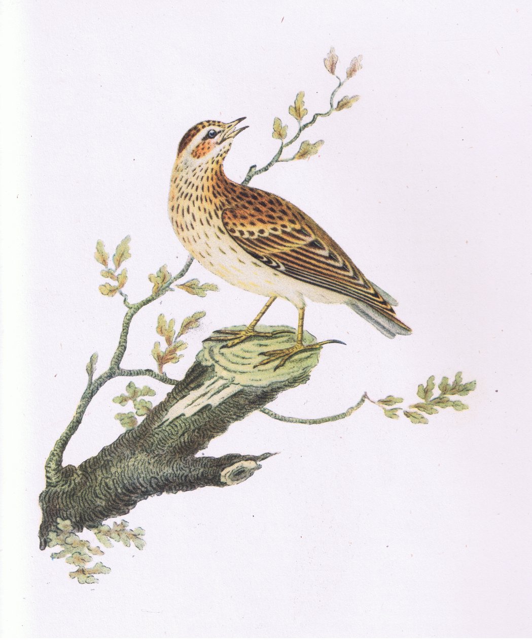 Woodlark，《英国的自然》，柯林斯出版 作者 乔治·格雷夫斯