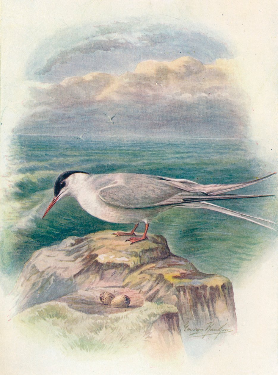 北极燕鸥-斯特纳·马库拉（Sterna macrura），c1910，1910年 作者 乔治·詹姆斯·兰金