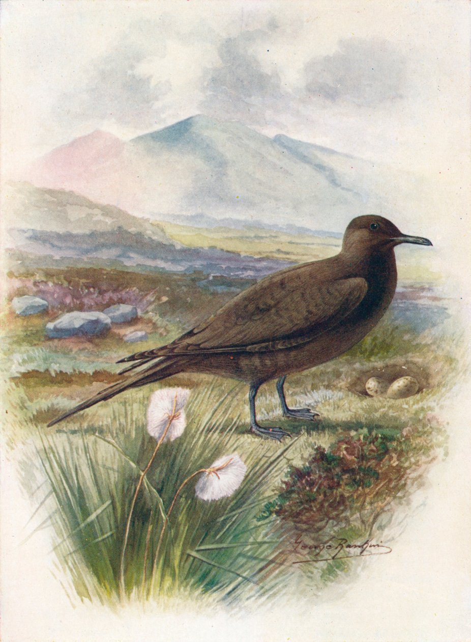 北极或理查森鸥 -  Stercorarins crepidalus，c1910，1910 作者 乔治·詹姆斯·兰金