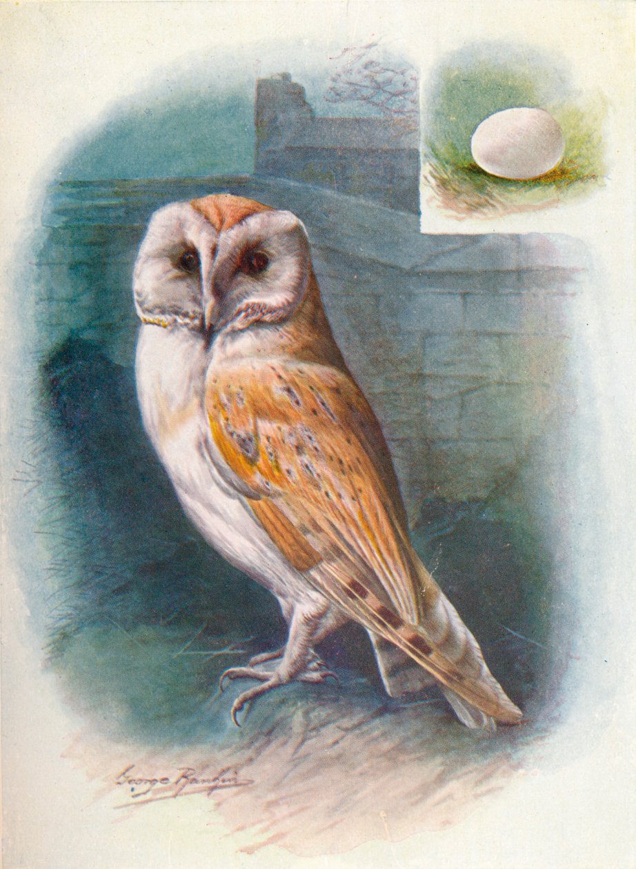 仓--Strix flammea，c1910，1910 作者 乔治·詹姆斯·兰金