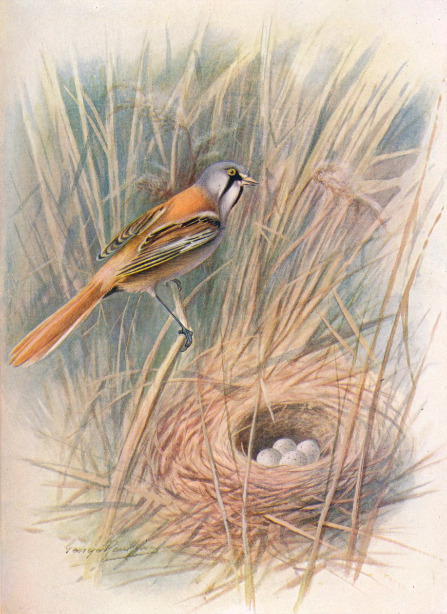 大胡子的山雀或小草-Panurus biarmicus，c1910，1910 作者 乔治·詹姆斯·兰金