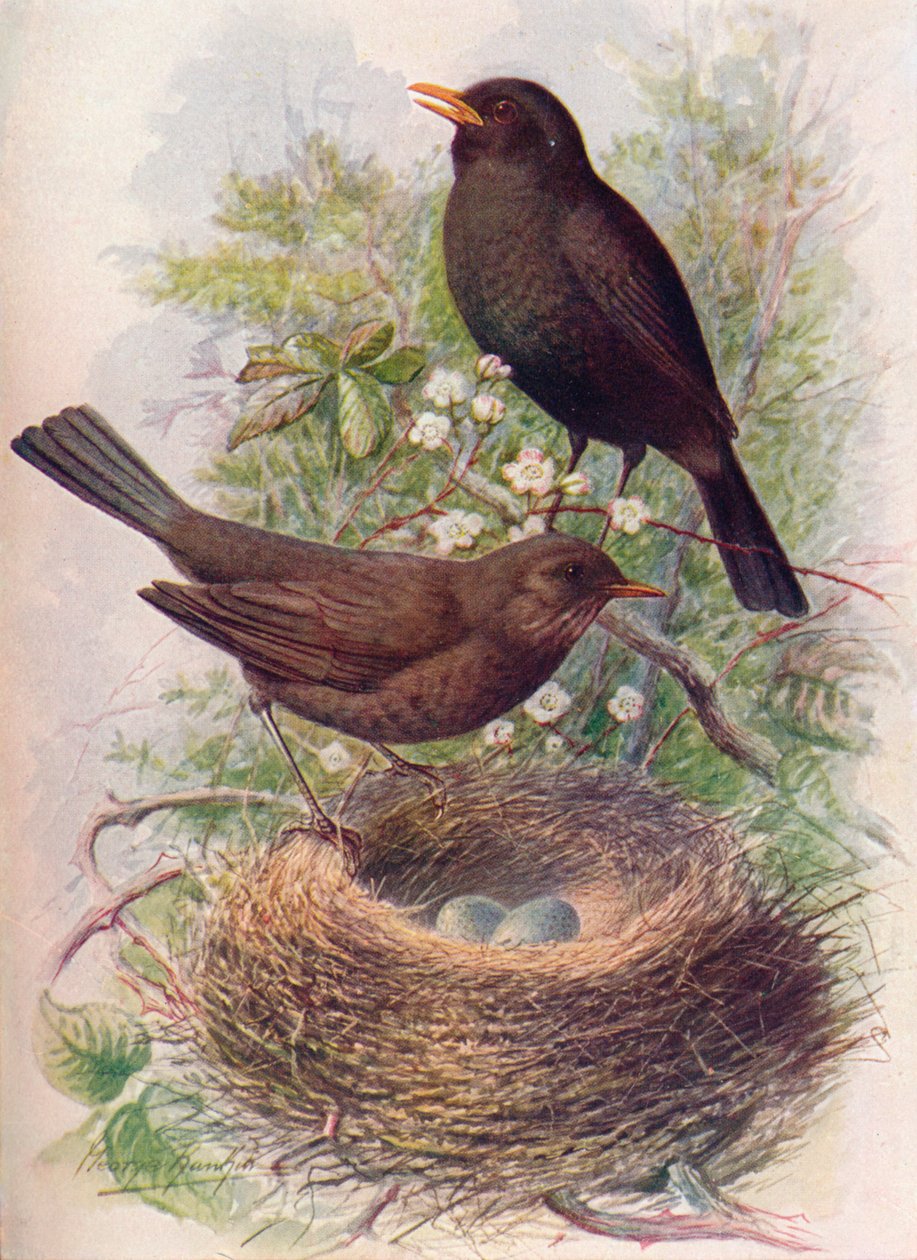 黑鸟（Blackbird）-墨杜鹃（Turdus merula），c1910，1910 作者 乔治·詹姆斯·兰金