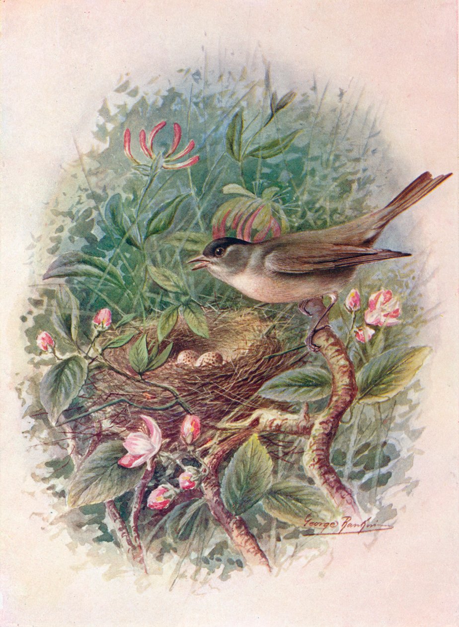 黑帽（Blackcap）-西尔维亚·阿特里卡皮拉（Sylvia atricapilla），c1910，1910年 作者 乔治·詹姆斯·兰金