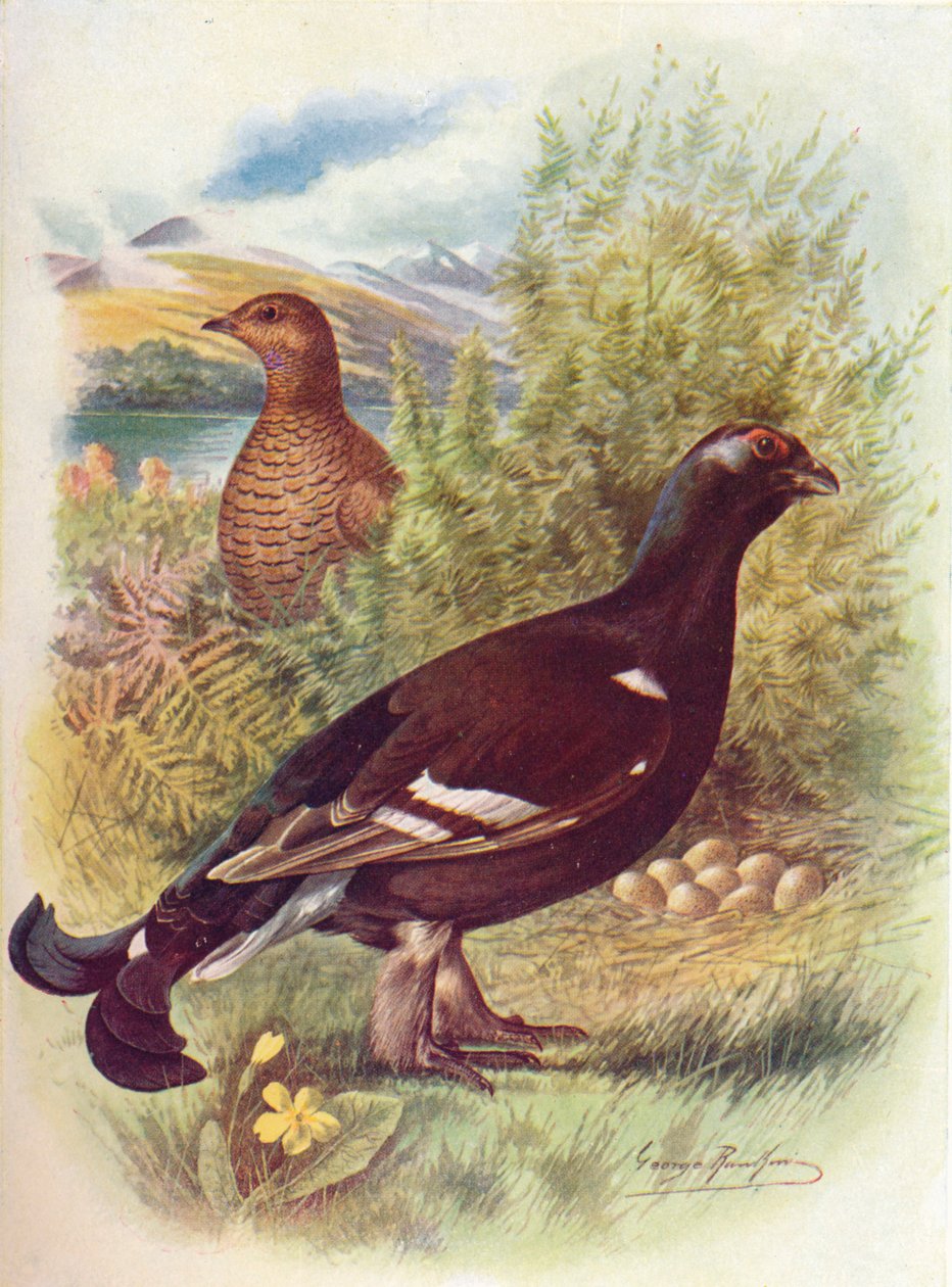 黑c或黑松鸡-Tetrao tetrix，c1910，1910 作者 乔治·詹姆斯·兰金