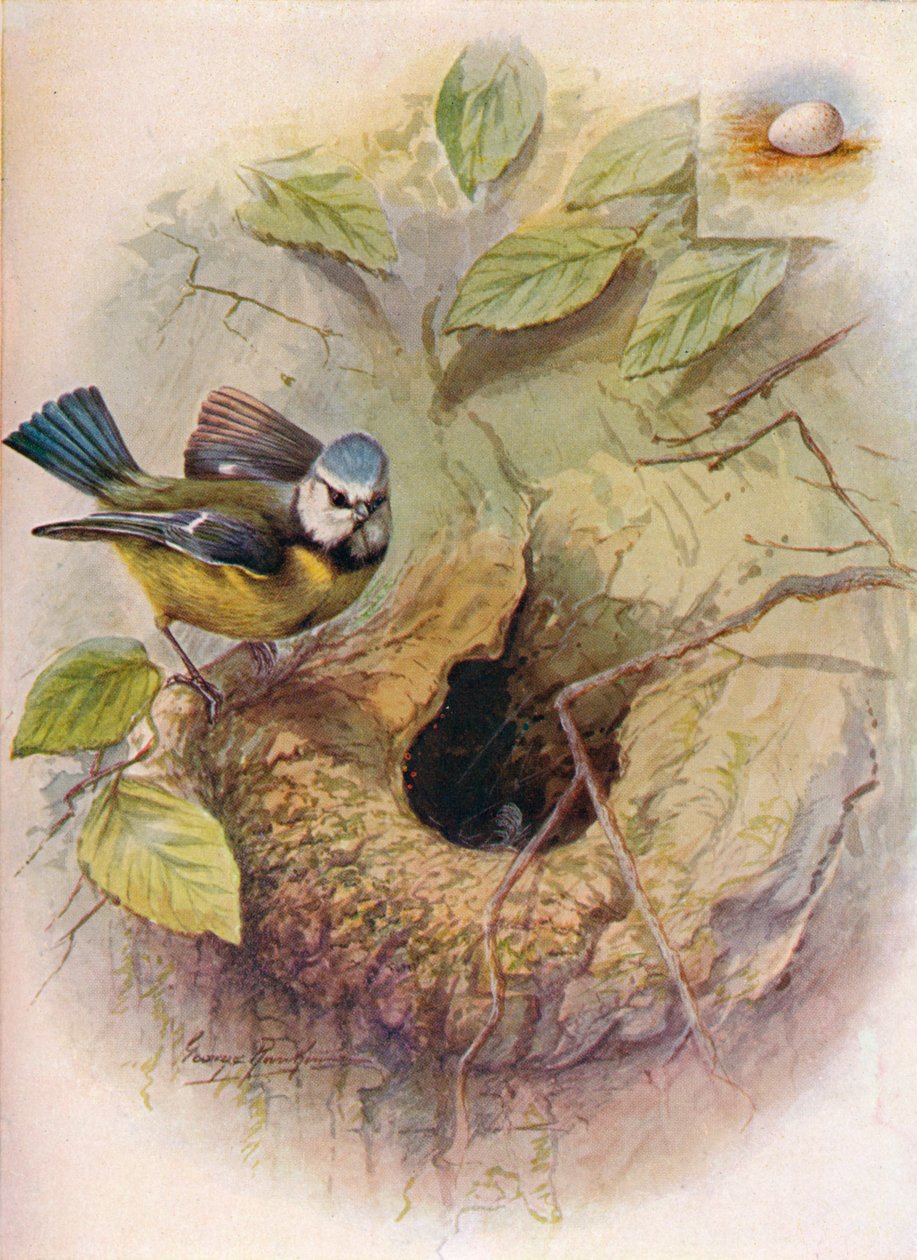 蓝山雀 - 大山雀，c1910，1910 作者 乔治·詹姆斯·兰金