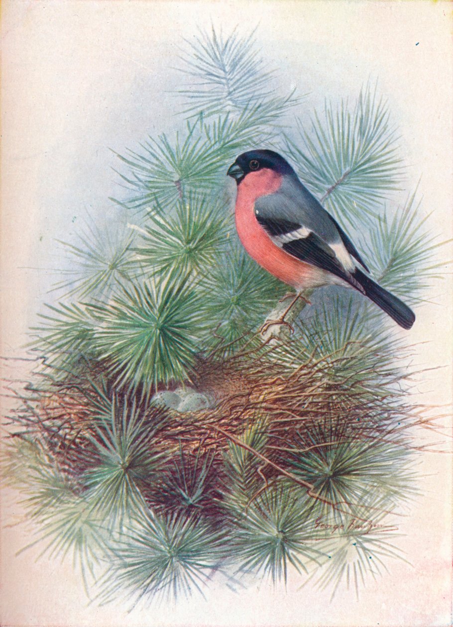 红腹灰雀-Pyrrhua europaea，c1910，1910 作者 乔治·詹姆斯·兰金