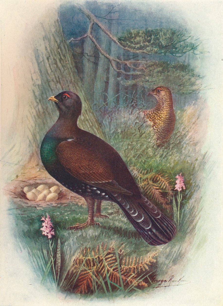 Capercaillie，1910年，1910年 作者 乔治·詹姆斯·兰金