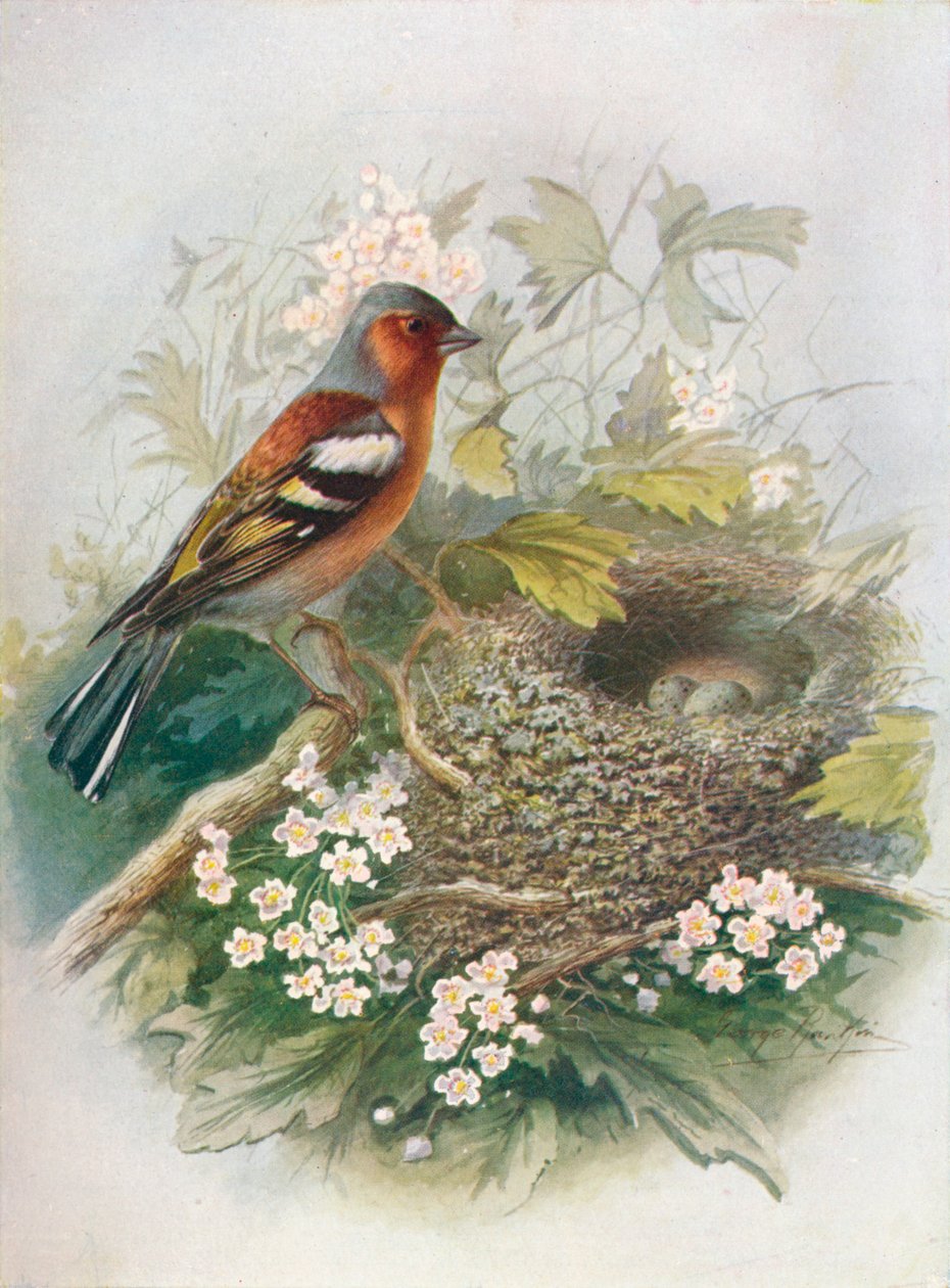 苍头燕雀 - 最喜欢的单身汉，c1910，1910 作者 乔治·詹姆斯·兰金