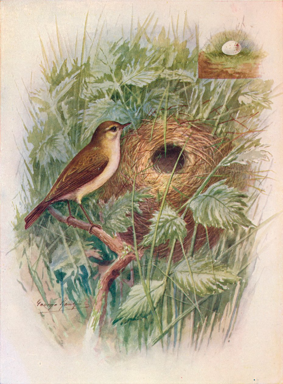 Chiff-Chaff-Chylloscopus rufus，c1910，1910 作者 乔治·詹姆斯·兰金