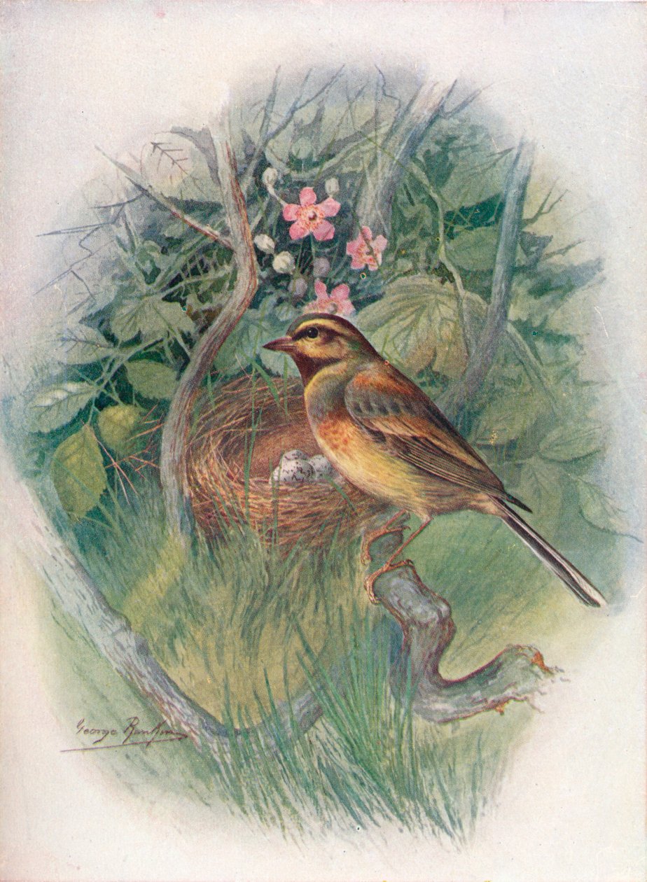 Cirl-Bunting-Emberiza cirlus，c1910，1910 作者 乔治·詹姆斯·兰金