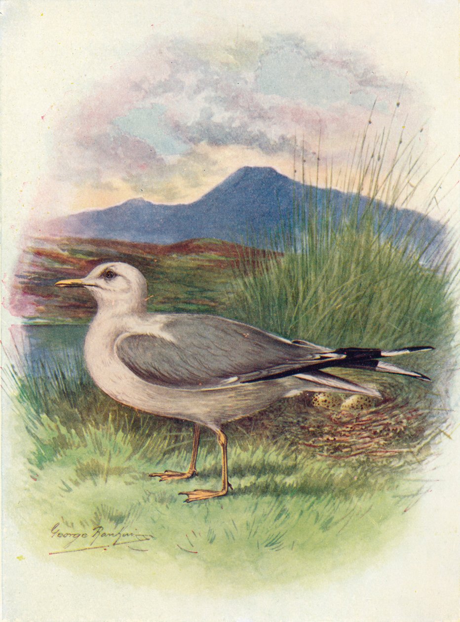 海鸥 - 鸥，c1910，1910 作者 乔治·詹姆斯·兰金