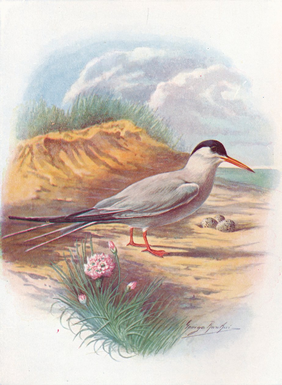 普通燕鸥-Sterna fluviatilis，c1910，1910 作者 乔治·詹姆斯·兰金