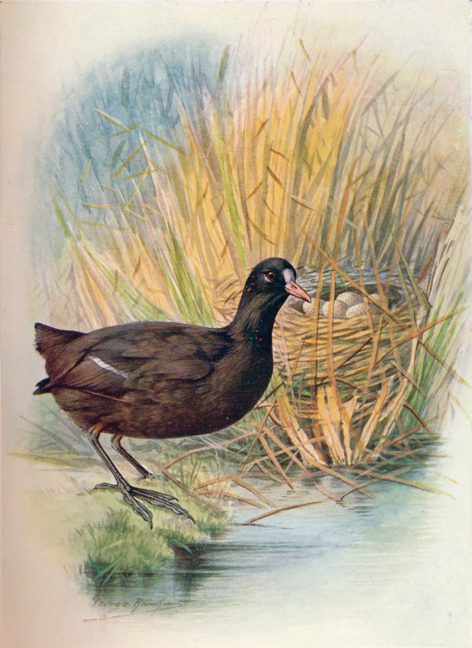 傻子-Fulica atra，c1910，1910 作者 乔治·詹姆斯·兰金