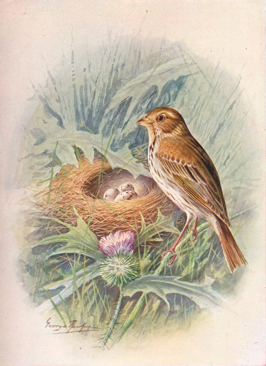 玉米棒-Emberiza miliaria，c1910，1910 作者 乔治·詹姆斯·兰金