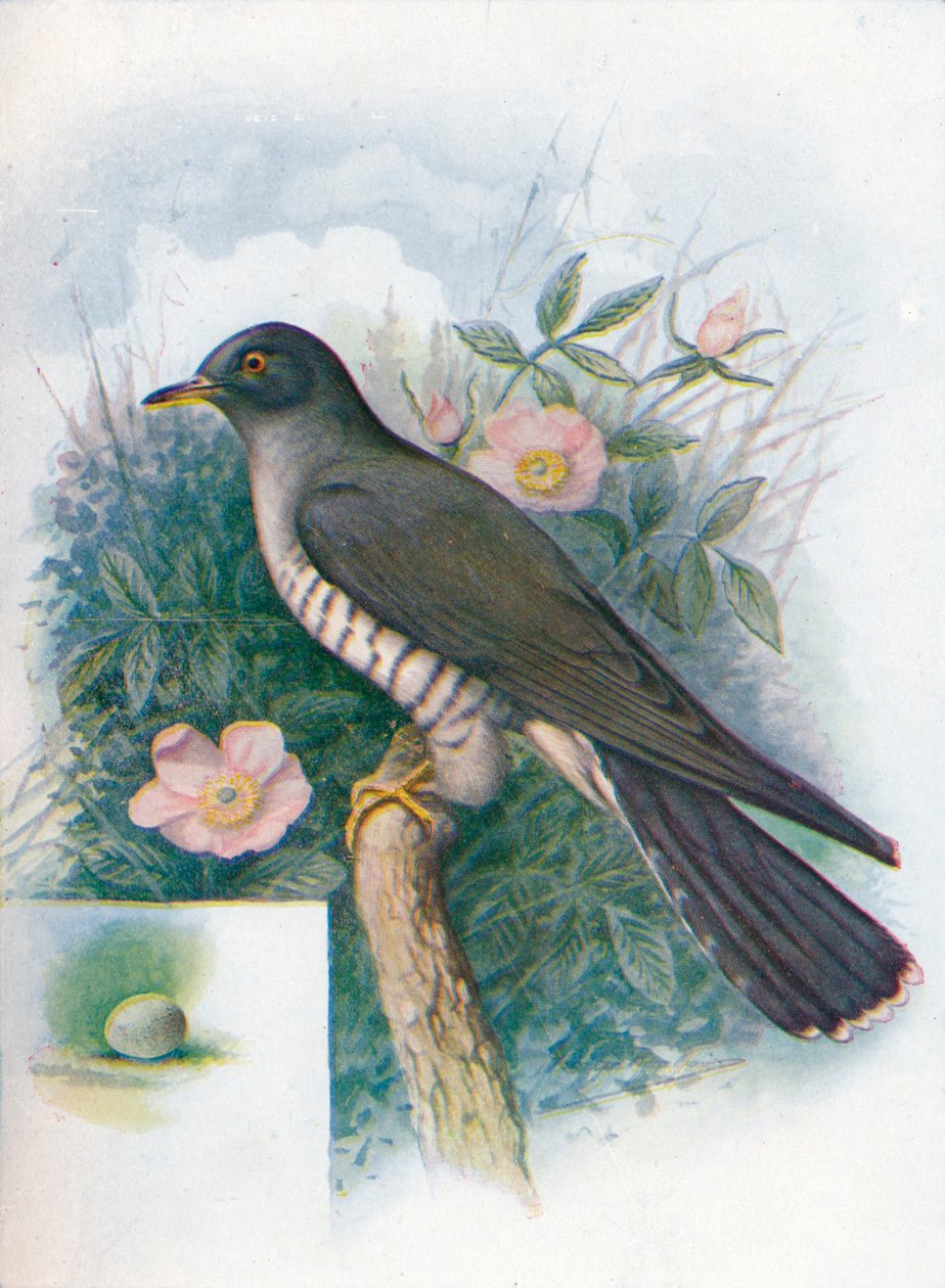 杜鹃-杜鹃（Cuculus canorus），c1910，1910 作者 乔治·詹姆斯·兰金