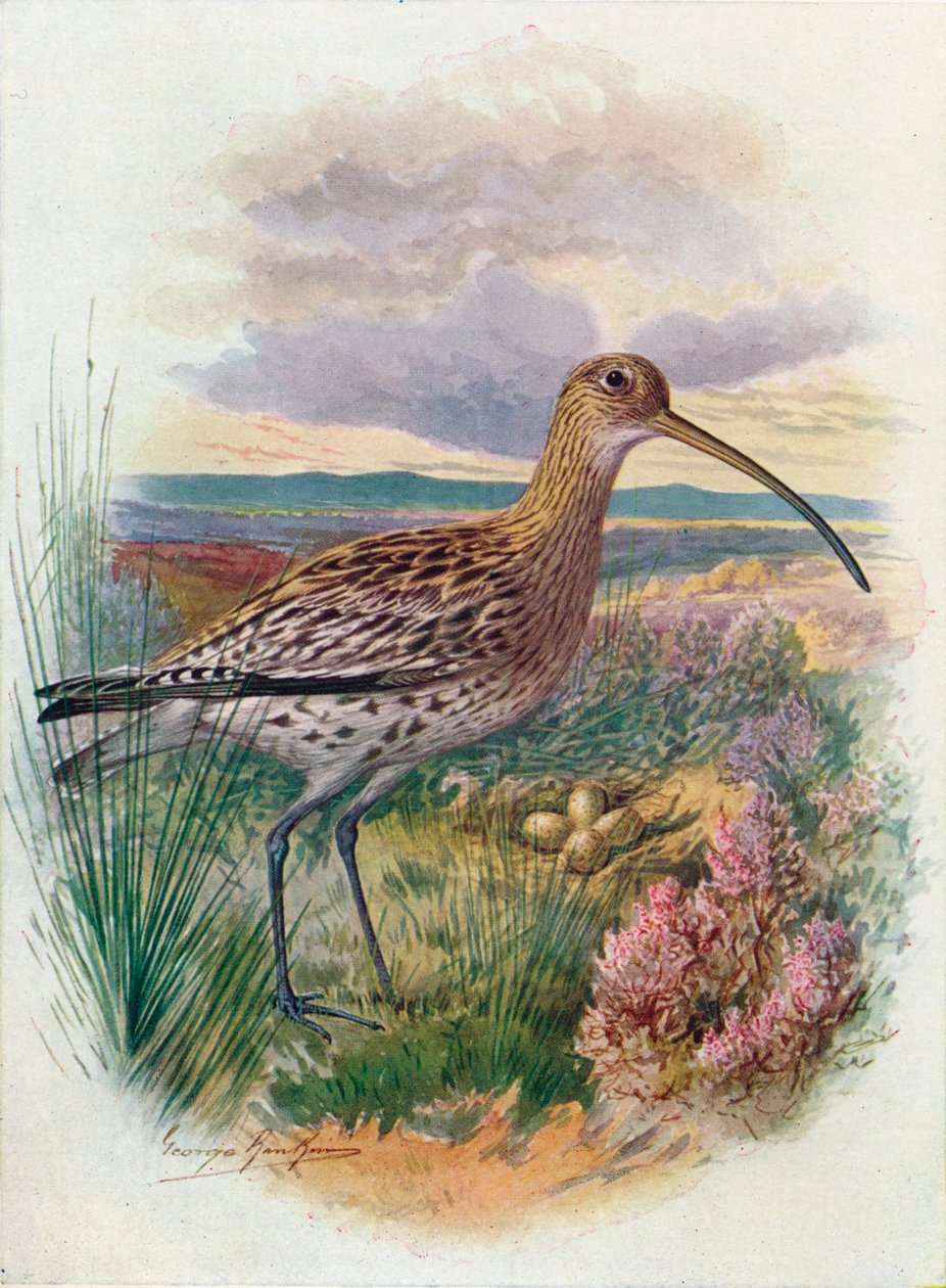Curlew-Numenius arquata，c1910，1910 作者 乔治·詹姆斯·兰金