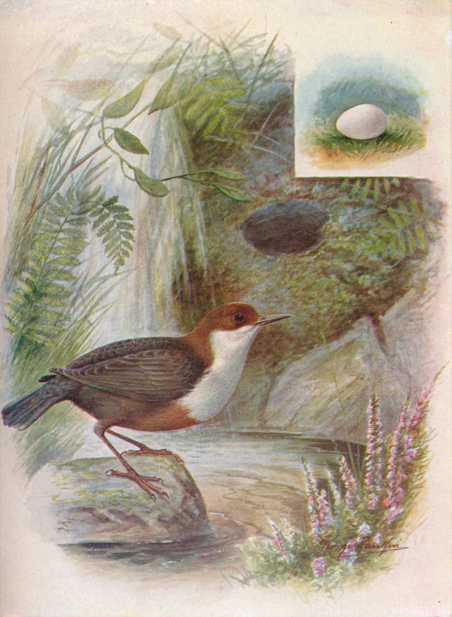 北斗星或水Water-Cinclus aquaticus，c1910，1910 作者 乔治·詹姆斯·兰金