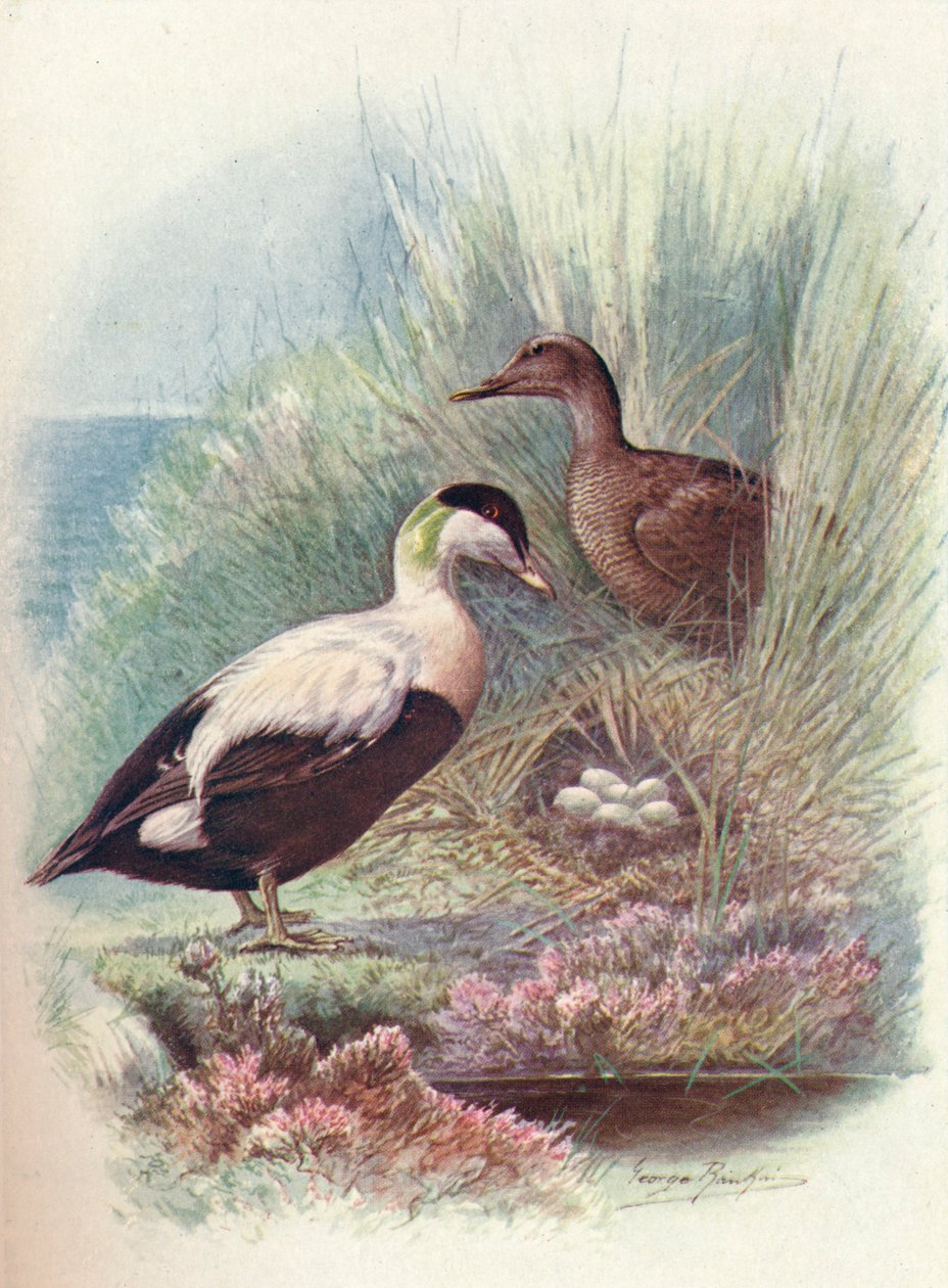 绒鸭-Somateria mollissima，c1910，1910 作者 乔治·詹姆斯·兰金