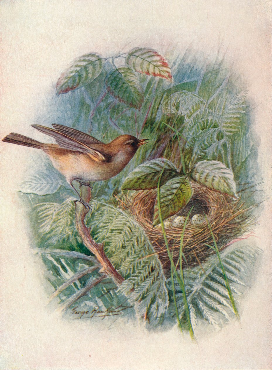 Garden-Warbler-西尔维娅·奥尔特斯（Sylvia hortensis），c1910，1910年 作者 乔治·詹姆斯·兰金